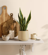 Load image into Gallery viewer, Almond Green
