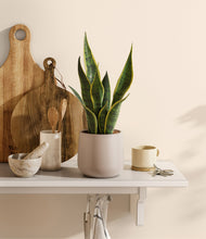 Load image into Gallery viewer, Eternal Gray
