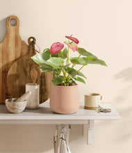 Load image into Gallery viewer, Gentle Pink
