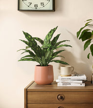 Load image into Gallery viewer, Calm Rose
