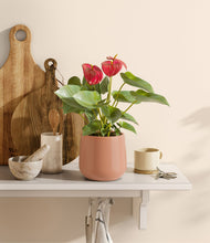 Load image into Gallery viewer, Calm Rose
