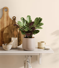 Load image into Gallery viewer, Eternal Gray
