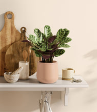 Load image into Gallery viewer, Gentle Pink
