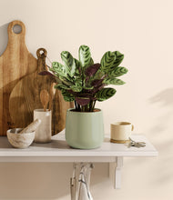 Load image into Gallery viewer, Turquoise
