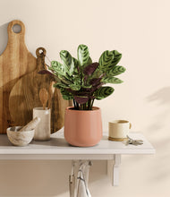 Load image into Gallery viewer, Calm Rose
