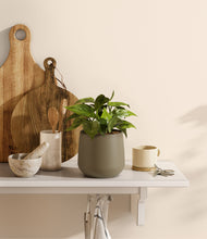 Load image into Gallery viewer, Olive
