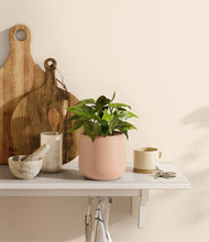 Load image into Gallery viewer, Gentle Pink
