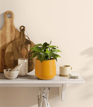 Load image into Gallery viewer, Mustard
