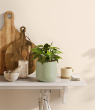 Load image into Gallery viewer, Turquoise
