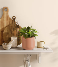 Load image into Gallery viewer, Calm Rose
