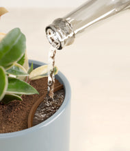 Load image into Gallery viewer, Pixie Petals
