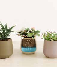 Load image into Gallery viewer, Woodland
