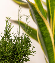 Load image into Gallery viewer, ALL
