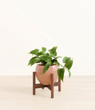 Load image into Gallery viewer, Calm Rose stand:walnut
