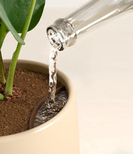 Load image into Gallery viewer, Almond Green stand:all
