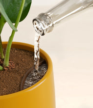 Load image into Gallery viewer, Mustard stand:all
