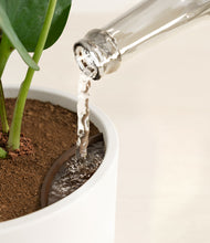 Load image into Gallery viewer, White stand:all
