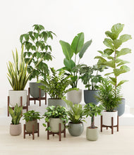 Load image into Gallery viewer, Countryside stand:five_stands
