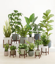 Load image into Gallery viewer, Countryside stand:eight_stands
