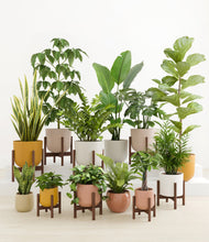 Load image into Gallery viewer, Evening Sky stand:eight_stands
