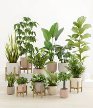 Load image into Gallery viewer, Sandy  stand:five_stands
