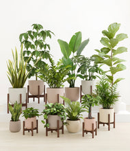 Load image into Gallery viewer, Sandy stand:eight_stands
