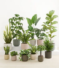 Load image into Gallery viewer, Woodland*****Profile
