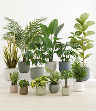 Load image into Gallery viewer, Countryside
