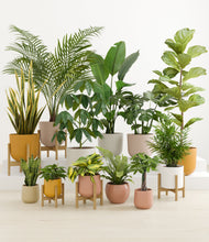 Load image into Gallery viewer, Evening Sky stand:five_stands
