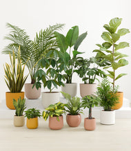 Load image into Gallery viewer, Evening Sky*****Profile
