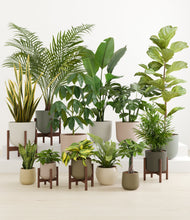 Load image into Gallery viewer, Woodland stand:five_stands
