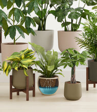 Load image into Gallery viewer, Woodland stand:five_stands
