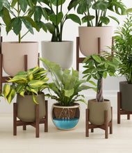 Load image into Gallery viewer, Woodland stand:eight_stands
