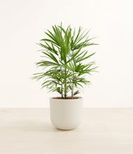 Load image into Gallery viewer, Natural Bamboo
