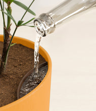 Load image into Gallery viewer, Sunset Orange stand:all
