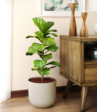 Load image into Gallery viewer, Natural Bamboo
