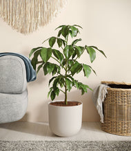 Load image into Gallery viewer, Natural Bamboo
