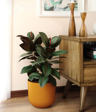 Load image into Gallery viewer, Sunset Orange
