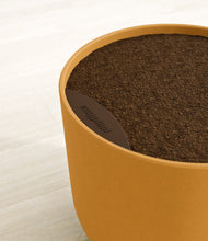 Load image into Gallery viewer, Ficus Benjamina
