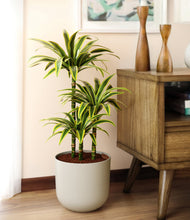 Load image into Gallery viewer, Natural Bamboo
