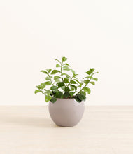 Load image into Gallery viewer, Winter Clouds*****Profile
