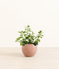 Load image into Gallery viewer, Calm Rose*****Profile
