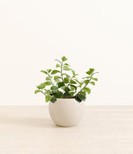 Load image into Gallery viewer, Shiny EggWhite*****Profile
