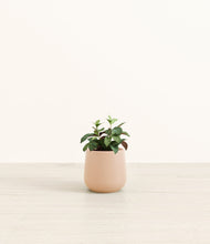 Load image into Gallery viewer, Gentle Pink*****Profile
