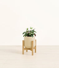 Load image into Gallery viewer, Almond Green stand:bamboo
