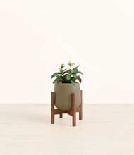 Load image into Gallery viewer, Olive stand:walnut
