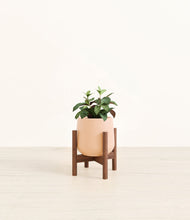 Load image into Gallery viewer, Gentle Pink stand:walnut
