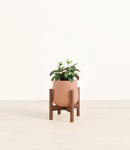 Load image into Gallery viewer, Calm Rose stand:walnut
