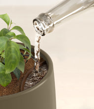 Load image into Gallery viewer, Olive stand:all
