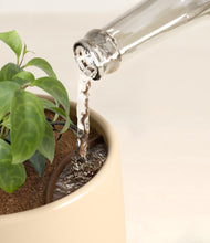 Load image into Gallery viewer, Almond Green stand:all
